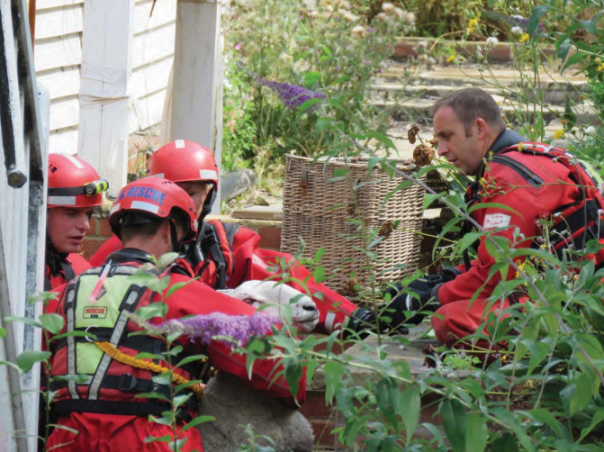 A frightened sheep being rescued from the river. Photo: Adrian Turner